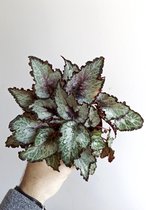 Begonia rex Raindance ↨ 25cm - hoge kwaliteit planten