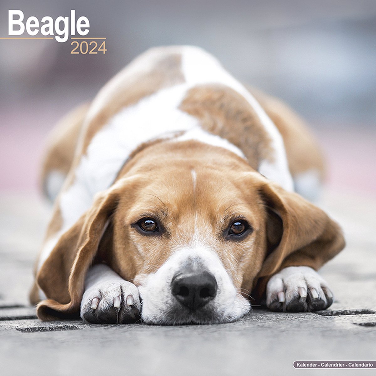 Beagle Kalender 2024