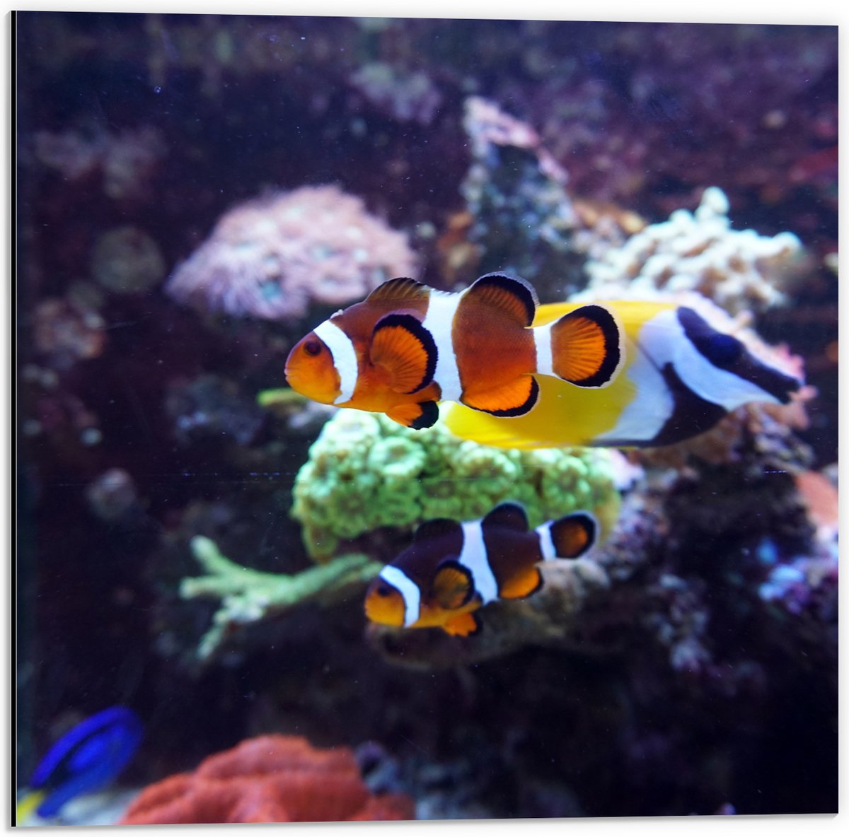 Dibond - Twee Anemoon Vissen Zwemmend door Aquarium - 50x50 cm Foto op Aluminium (Wanddecoratie van metaal)