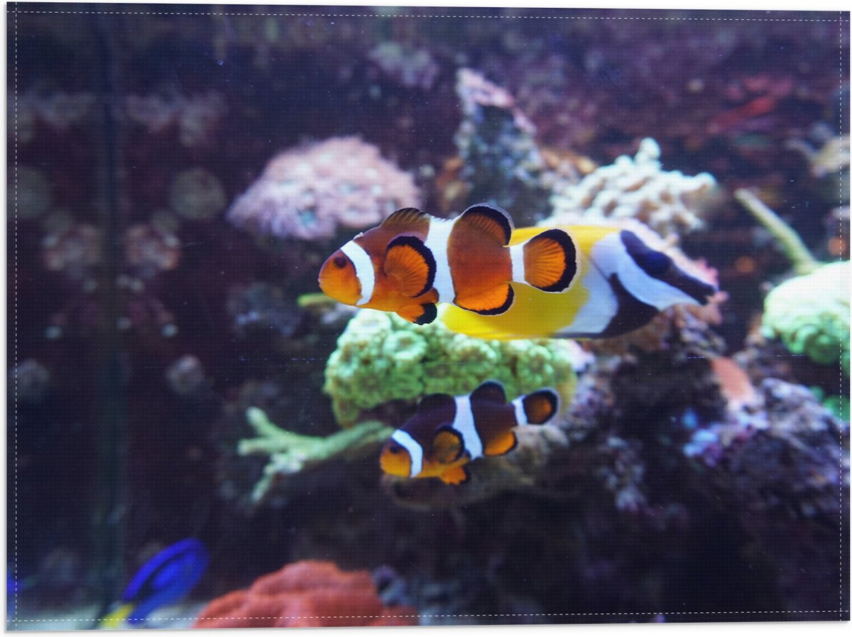 Vlag - Twee Anemoon Vissen Zwemmend door Aquarium - 40x30 cm Foto op Polyester Vlag