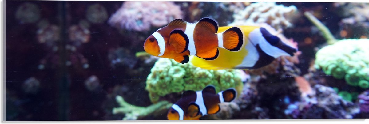 Acrylglas - Twee Anemoon Vissen Zwemmend door Aquarium - 60x20 cm Foto op Acrylglas (Met Ophangsysteem)
