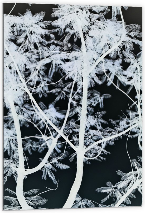 Dibond - Takken - Boom - Bladeren - Natuur - Zwart - Wit - 60x90 cm Foto op Aluminium (Wanddecoratie van metaal)