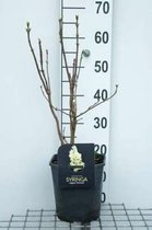 Syringa vulgaris 'Primrose' - Sering 50 - 60 cm in pot