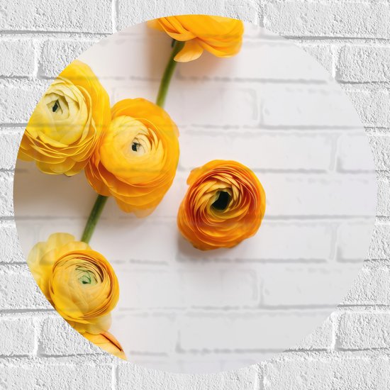Muursticker Cirkel - Gele Bloemen op Witte Achtergrond - 60x60 cm Foto op Muursticker