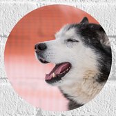 Muursticker Cirkel - Kop van Genietende Husky Hond - 20x20 cm Foto op Muursticker