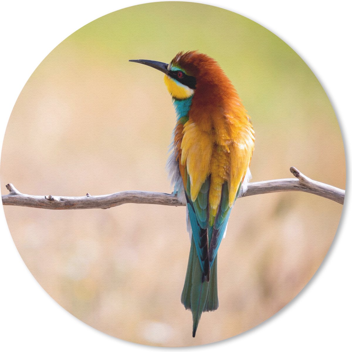 Muismat rond 20x20 cm - Mousepad Vogels - Bijeneter - Dieren - Ronde muismatten