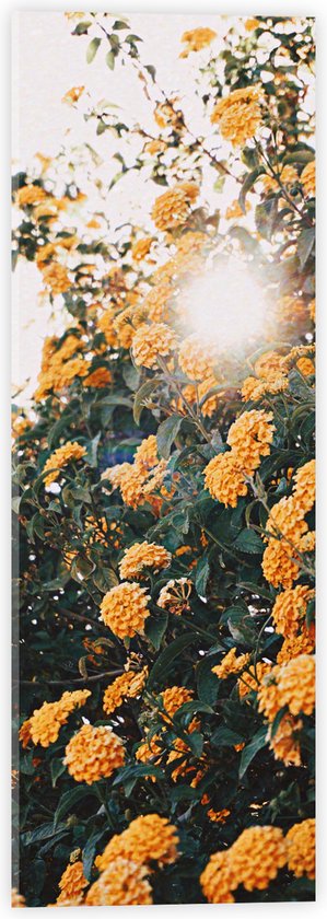 Acrylglas - Bloemen - Planten - Groen - Oranje - Zon - 20x60 cm Foto op Acrylglas (Met Ophangsysteem)