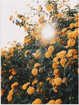 Poster Glanzend – Bloemen - Planten - Groen - Oranje - Zon - 30x40 cm Foto op Posterpapier met Glanzende Afwerking