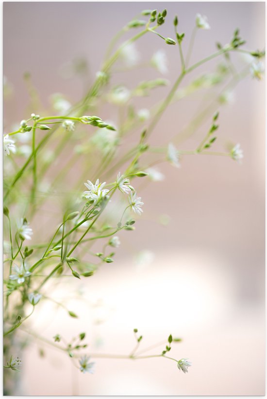 Poster (Mat) - Bloemen - Planten - Natuur - Groen - Wit - 70x105 cm Foto op Posterpapier met een Matte look