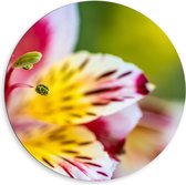 Dibond Muurcirkel - Roze - Gele Lelie - 80x80 cm Foto op Aluminium Muurcirkel (met ophangsysteem)