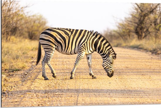 Dibond - Zijaanzicht van Overstekende Zebra - 90x60 cm Foto op Aluminium (Wanddecoratie van metaal)