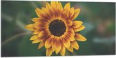Vlag - Gele Zonnebloem - 100x50 cm Foto op Polyester Vlag