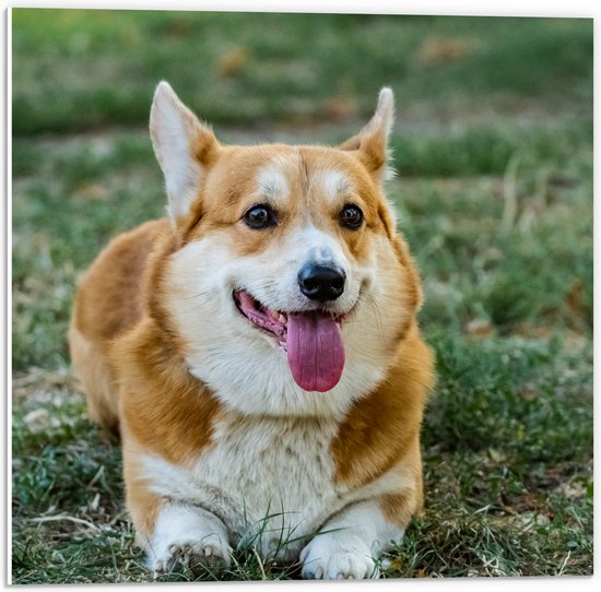 PVC Schuimplaat - Blije Corgi Hond met Uitstekende Tong in het Grasveld - 50x50 cm Foto op PVC Schuimplaat (Met Ophangsysteem)