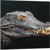 Vlag - Hoofd van Aligator met Scherpe Tanden in het Water - 80x80 cm Foto op Polyester Vlag