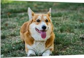 PVC Schuimplaat- Blije Corgi Hond met Uitstekende Tong in het Grasveld - 150x100 cm Foto op PVC Schuimplaat