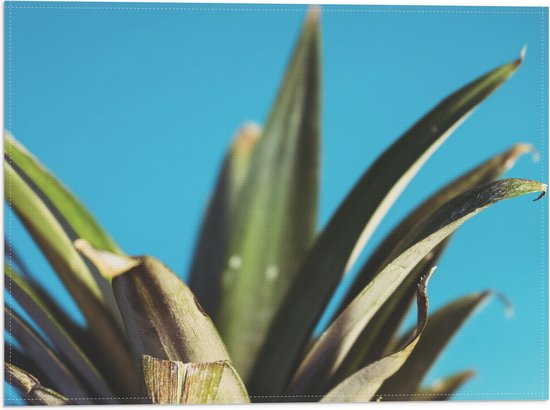 Vlag - Bladeren van Ananas met Blauwe Achtergrond - 40x30 cm Foto op Polyester Vlag