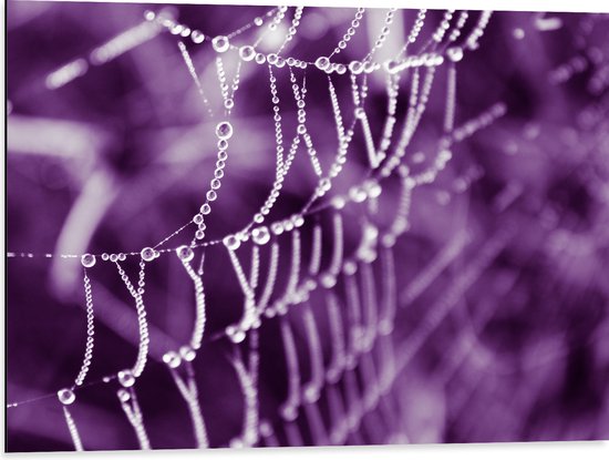 Dibond - Spinnenweb - Druppels - Paars - 80x60 cm Foto op Aluminium (Wanddecoratie van metaal)