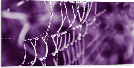 Dibond - Spinnenweb - Druppels - Paars - 100x50 cm Foto op Aluminium (Wanddecoratie van metaal)