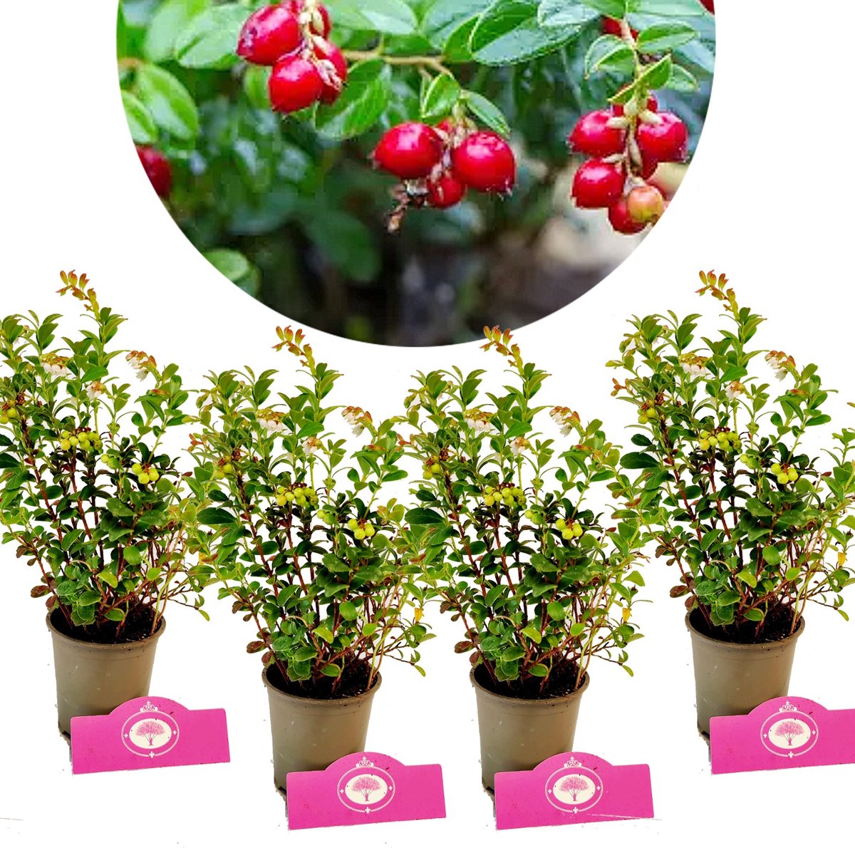 Set van 4 Vossenbes - Vaccinium vitis-idaea 'Koralle' - Vossenbes of Rode bosbes - Hoogte 15-20cm - 9cm pot