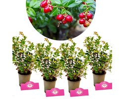 Set van 4 Vossenbes - Vaccinium vitis-idaea 'Koralle' - Vossenbes of Rode bosbes - Hoogte 15-20cm - 9cm pot