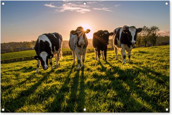 Tuinposter - Tuindoek - Tuinposters buiten - Koeien - Zon - Gras - Dieren - Boerderij - 120x80 cm - Tuin