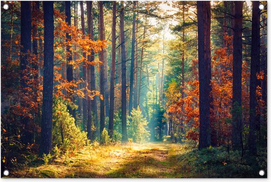 Tuinposters buiten Bos - Zon - Natuur - Herfst - 90x60 cm - Tuindoek - Buitenposter