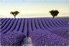 Lavendel - Bomen