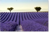 Tuinposter lavendel - Bloemen - Paars - Bomen - Landschap - Tuindecoratie - Tuin - Tuinschilderij voor buiten - Schutting decoratie - 180x120 cm - Tuindoek - Schuttingdoek - Tuinschilderij