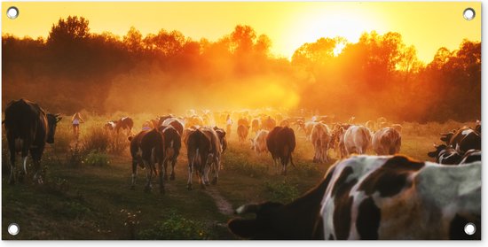 Tuinposter Koeien - Zonsondergang - Weiland - Dieren - 80x40 cm - Wanddecoratie Buiten - Tuinposter - Tuindoek - Schuttingposter - Tuinschilderij