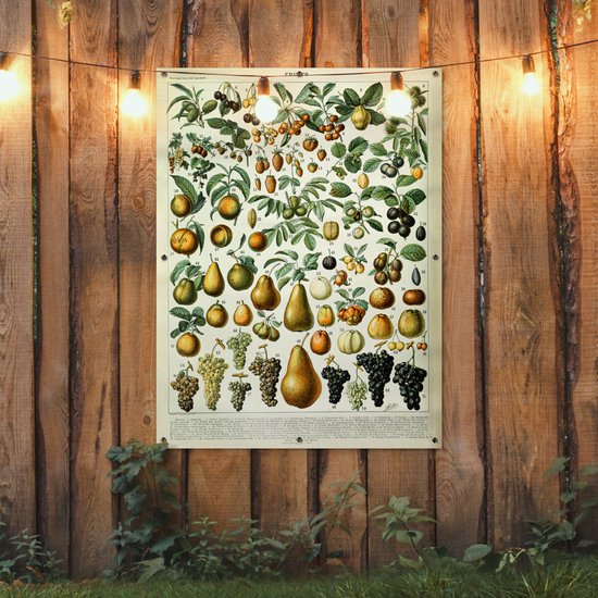 Affiche de jardin Fruit - Poire - Raisin - 90x120 cm