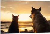 Acrylglas - Hond en Kat Kijkend naar de Ondergaande Zon - 90x60 cm Foto op Acrylglas (Wanddecoratie op Acrylaat)