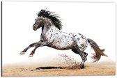 Dibond - Galopperend Zwart met Wit Gestipt Appaloosa Paard - 60x40 cm Foto op Aluminium (Wanddecoratie van metaal)