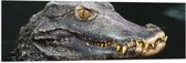 Vlag - Hoofd van Aligator met Scherpe Tanden in het Water - 120x40 cm Foto op Polyester Vlag