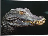 Vlag - Hoofd van Aligator met Scherpe Tanden in het Water - 80x60 cm Foto op Polyester Vlag