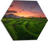 PVC Schuimplaat Hexagon - Grassen op de Rijstvelden bij Zonsondergang - 40x34.8 cm Foto op Hexagon (Met Ophangsysteem)