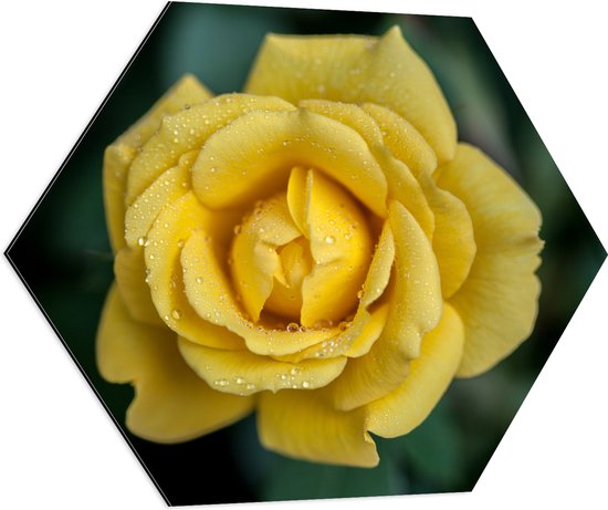 Dibond Hexagon - Bovenaanzicht van Druppels op Gele Landora Roos - 70x60.9 cm Foto op Hexagon (Met Ophangsysteem)