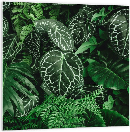 PVC Schuimplaat - Close-up van Groene Bladeren met Wit Patroon - 100x100 cm Foto op PVC Schuimplaat (Met Ophangsysteem)