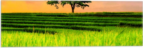 Vlag - Grassen bij Thaise Rijstvelden - 60x20 cm Foto op Polyester Vlag