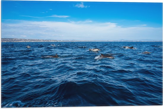 Vlag - Groep Dolfijnen Zwemmend bij het Wateroppervlak - 60x40 cm Foto op Polyester Vlag