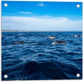 Tuinposter – Groep Dolfijnen Zwemmend bij het Wateroppervlak - 50x50 cm Foto op Tuinposter (wanddecoratie voor buiten en binnen)