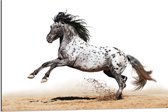 Dibond - Galopperend Zwart met Wit Gestipt Appaloosa Paard - 90x60 cm Foto op Aluminium (Wanddecoratie van metaal)