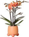 Kolibri Orchids | Oranje Phalaenopsis orchidee - Mineral Bolzano + Rolling peach - potmaat Ø9cm | bloeiende kamerplant - vers van de kweker