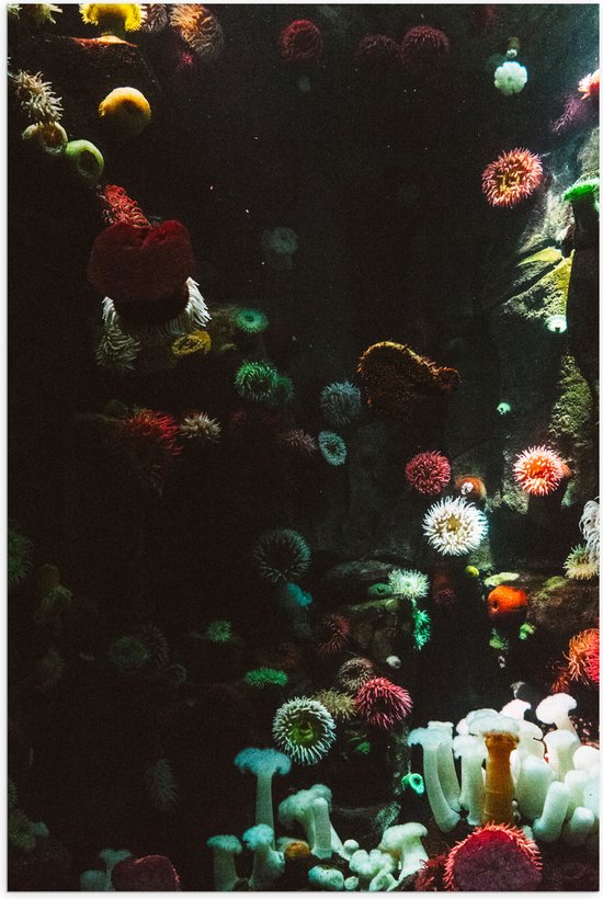Poster (Mat) - Zee - Onderwaterleven - Koraal - Bloemdieren - 70x105 cm Foto op Posterpapier met een Matte look