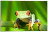 Dibond - Groene kikker met rode ogen zit op stengel van een plant - 60x40 cm Foto op Aluminium (Wanddecoratie van metaal)