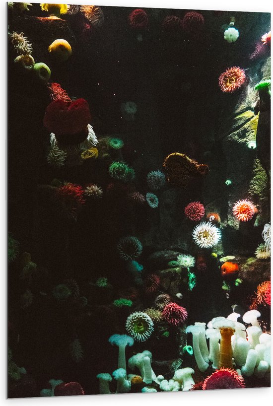 Dibond - Zee - Onderwaterleven - Koraal - Bloemdieren - 80x120 cm Foto op Aluminium (Met Ophangsysteem)