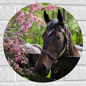 Muursticker Cirkel - Bruin paard met halster steunt hoofd op houten hek richting roze bloemen - 40x40 cm Foto op Muursticker