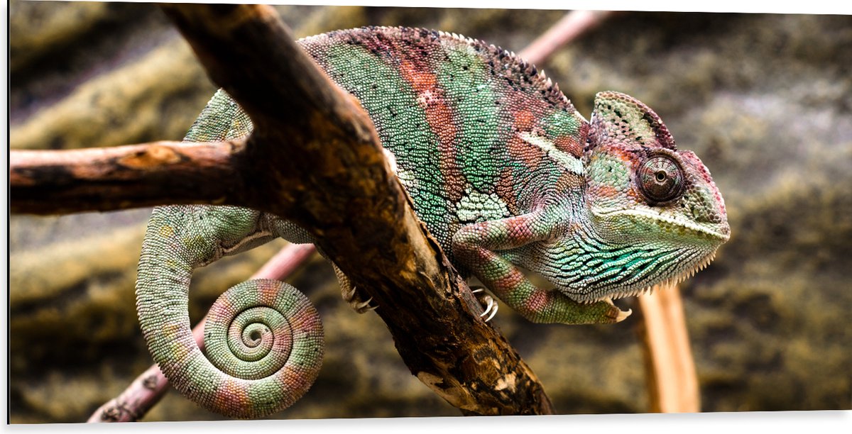 Dibond - Gesluierde kameleon zit op boomtak - 100x50 cm Foto op Aluminium (Wanddecoratie van metaal)