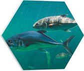 PVC Schuimplaat Hexagon - Groep vissen zwemmen door de zee heen - 40x34.8 cm Foto op Hexagon (Met Ophangsysteem)