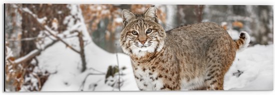 Dibond - Rode lynx staat in een bos in de sneeuw - 60x20 cm Foto op Aluminium (Wanddecoratie van metaal)