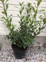 Ilex aquifolium ' Alaska' - GEWONE HULST , SCHERPE HULST , GROENE HULST 40 - 60 cm in pot